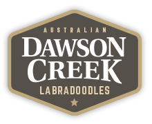 Dawson Creek Labradoodles Logo